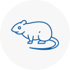 Rat Control Stoke Newington